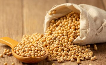 Cara memulai bisnis kedelai