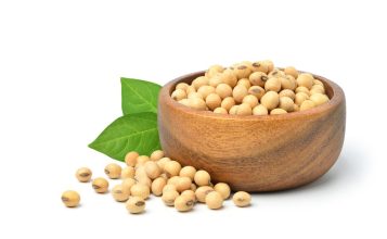 Tips usaha kedelai menguntungkan