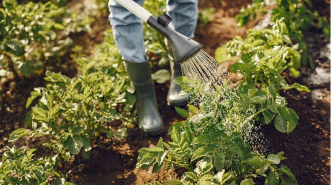 24200-ilustrasi-berkebun-dan-menanam-sayuran-freepikprostooleh Tanaman Hortikultura Umur Pendek