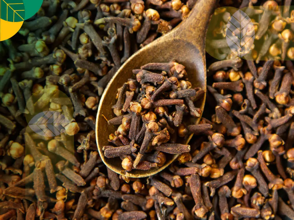 Blog-Tanaman-Cengkeh-1