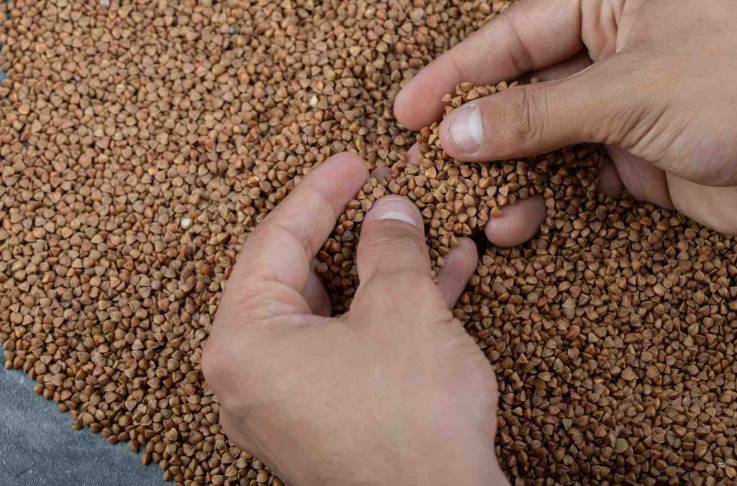 kadar air biji bijian tinggi