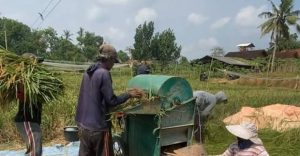 Petani menggunakan mesin power thresher untuk membantu proses perontokan padi.