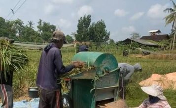 Petani menggunakan mesin power thresher untuk membantu proses perontokan padi.