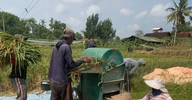 Petani menggunakan mesin power thresher untuk membantu proses perontokan padi.