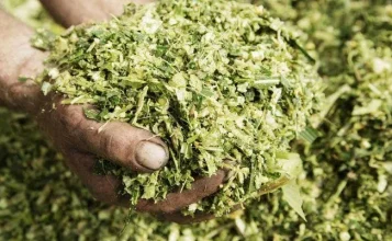 Pakan Fermentasi dari Rumput Gajah